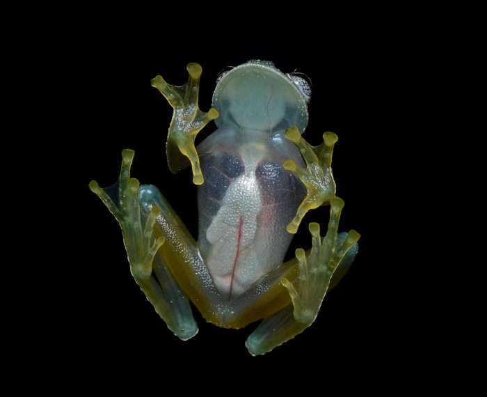 Glass_frog.jpg