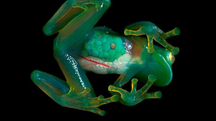 Glass_frog.jpg