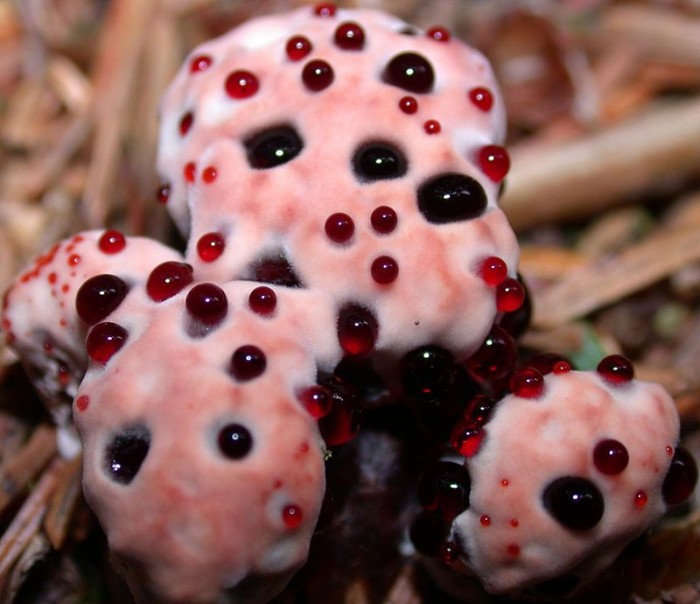 Hydnellum_peckii101.jpg