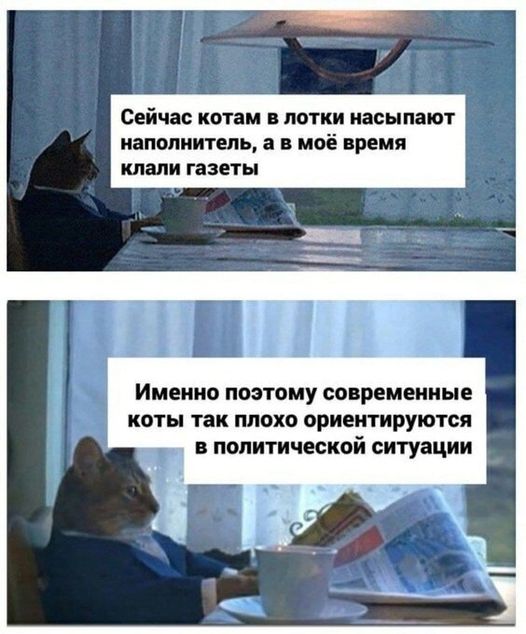 Коты.jpg