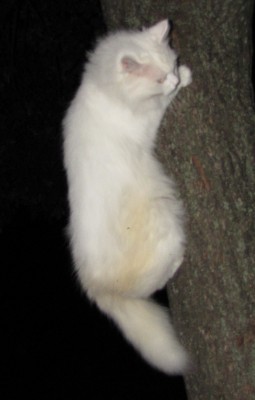 my cats 006.jpg