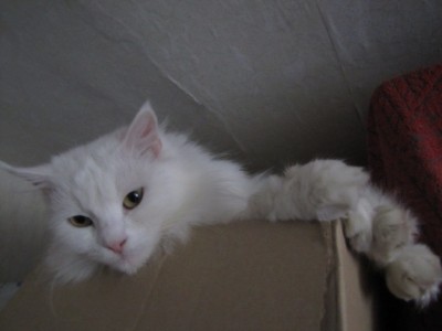 my cats 011.jpg