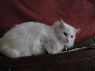 my cats 013.jpg