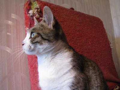 my cats 024.jpg