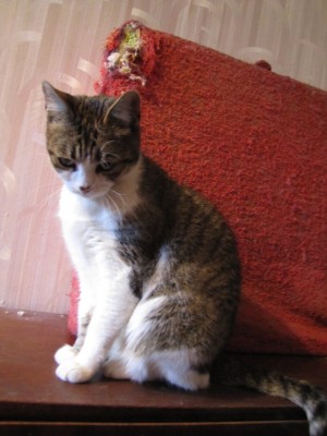 my cats 026.jpg