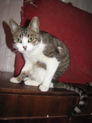 my cats 028.jpg