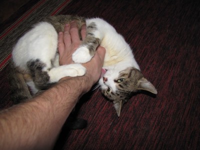 my cats 032.jpg