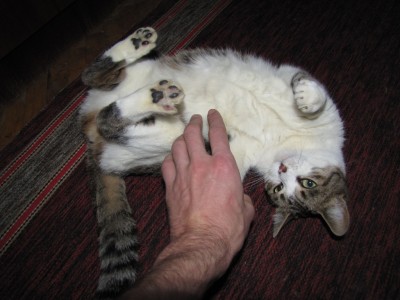 my cats 034.jpg