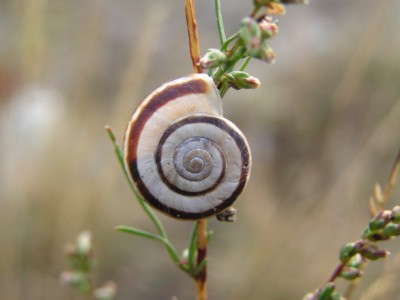 helicella.JPG