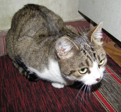 cat 001.jpg