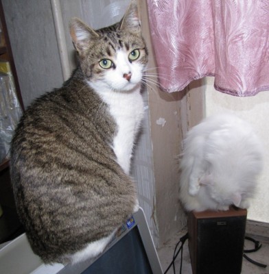 cat 010.jpg