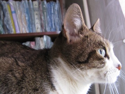 cat 028.jpg