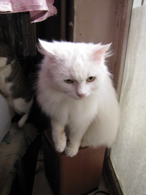 cat 004.jpg