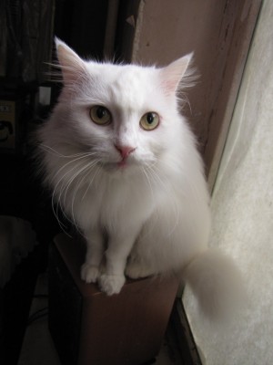 cat 007.jpg