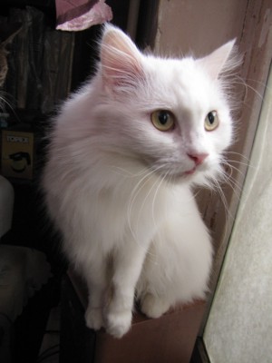 cat 015.jpg