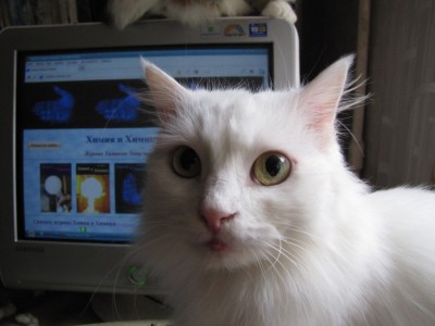 cat 017.jpg