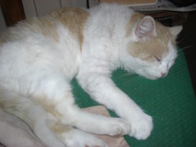 кот.JPG