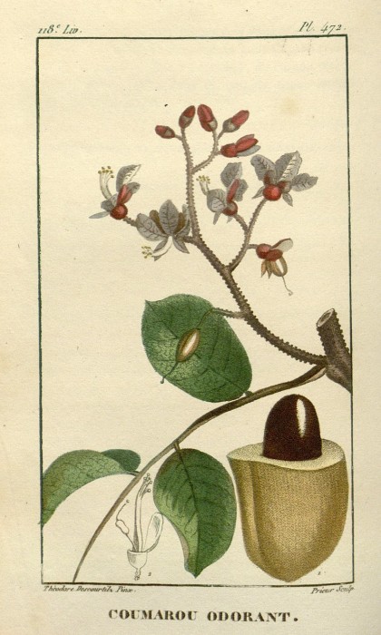 Flore_médicale_des_Antilles,_ou,_Traité_des_plantes_usuelles).jpg