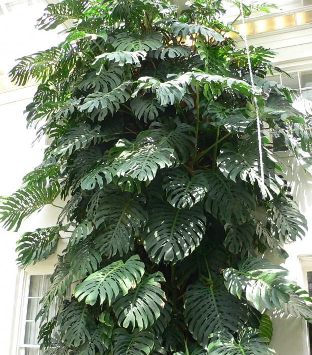 Monstera_deliciosa2.jpg