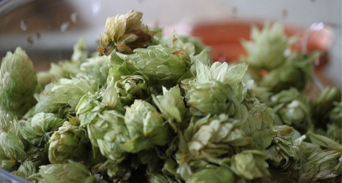 Freshly_picked_hops.jpg