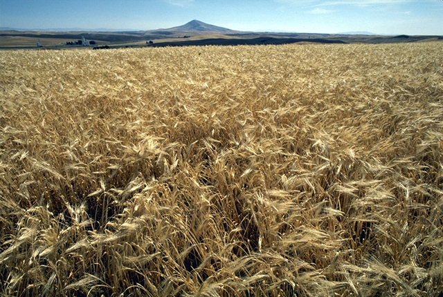 field of barley.jpg